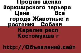 Продаю щенка йоркширского терьера  › Цена ­ 20 000 - Все города Животные и растения » Собаки   . Карелия респ.,Костомукша г.